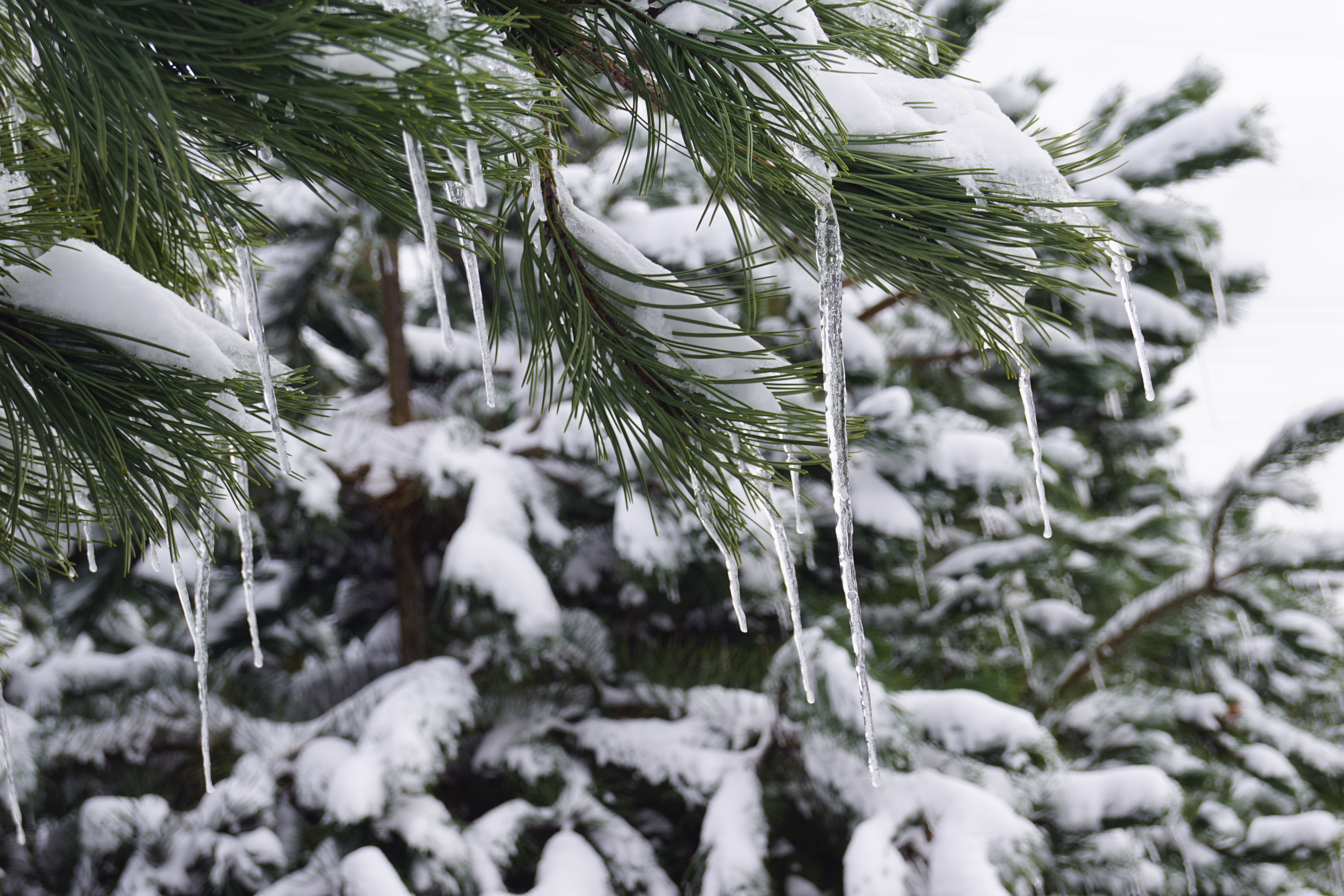 Warum sollten Bäume während der Winterruhe gepflanzt werden?